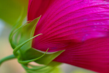 close-up of beautiful pink hibiscus flower from back side © Tsyb Oleh