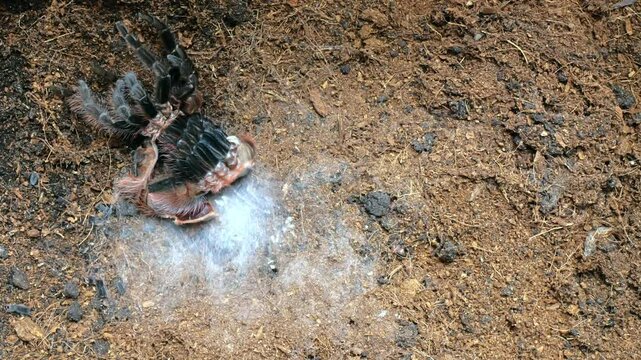 Zeitrafferfilm einer Vogelspinne bei der H&auml;utung