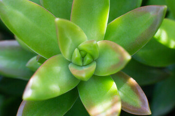 close-up Succulent flower in a pot in a greenhouse