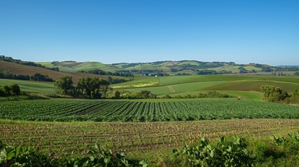 Panoramic View of No-Till Farm with Rolling Hills Under Clear Blue Sky for Agricultural Posters