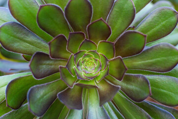 close-up Succulent flower in a pot in a greenhouse