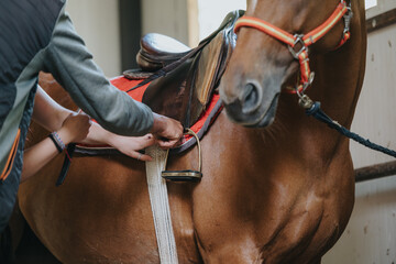 Close-up of hands adjusting a saddle on a horse, showing the preparation process before riding.