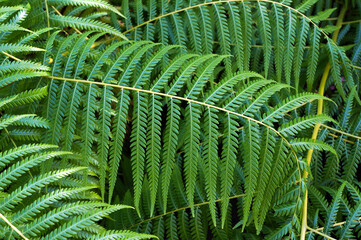 Cibotium Glaucum is Fern in the family Cyatheaceae native to Hawaii grows in Cold Greenhouse (Estufa Fria) in Lisbon. Natural Green Background.       