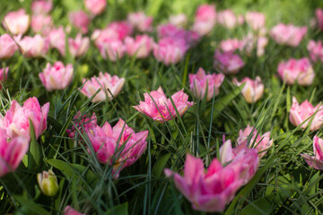 beautiful colorful tulip flowers are growing in the garden