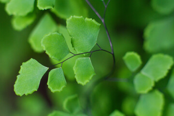 close-up of the texture of a leaf of the Adiantum raddianum plant