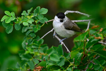 Sumpfmeise // Marsh tit (Poecile palustris)