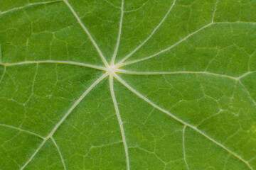 close-up texture and fibers, veins on a leaf