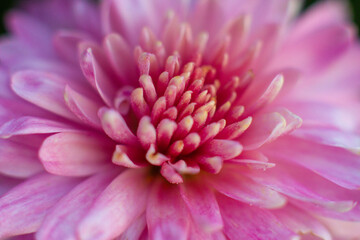 close up of a beautiful Dahlias flower in the garden