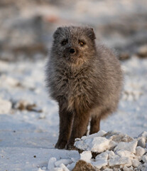 Arctic Fox