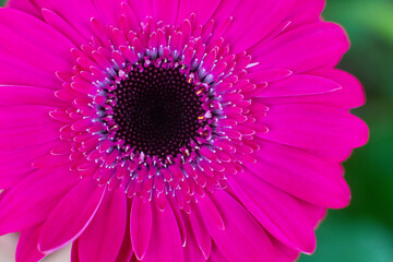 Obraz premium close-up of a beautiful Gerber Jameson flower in the garden