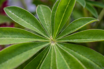 close-up texture of lupine leaf Lupinus polyphyllus