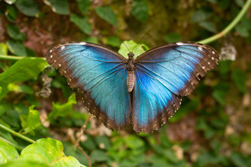 beautiful colorful butterfly in the garden on a flower
