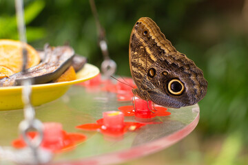 beautiful colorful butterfly in the garden eating sweet syrup