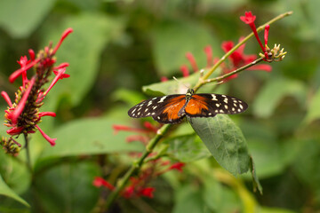 beautiful colorful butterfly in the garden on a flower