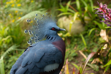 close-up of a beautiful crowned pigeon in the forest