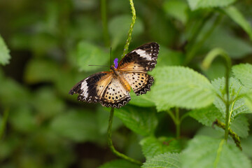 beautiful colorful butterfly in the garden on a flower