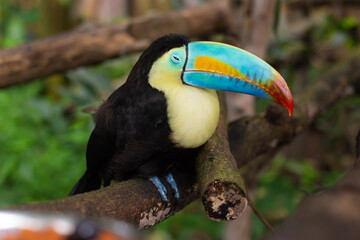 a beautiful Rainbow toucan bird with a large colorful beak sits on a tree