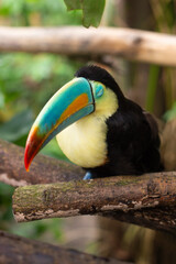 a beautiful Rainbow toucan bird with a large colorful beak sits on a tree