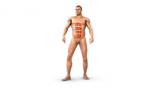 Human Muscular Systrm rectus abdominis muscles
