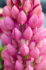 Fototapeta premium close up of beautiful Lupine Pink flowers in the garden