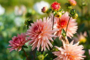 close up of a beautiful Dahlias flower in the garden