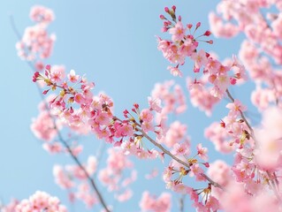 Fototapeta premium Captivating Contrast: Cherry Blossoms in a 4:3 Frame
