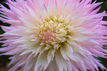 close up of a beautiful Dahlias flower in the garden