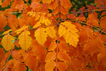 close-up of beautiful yellowed leaves on a tree in autumn