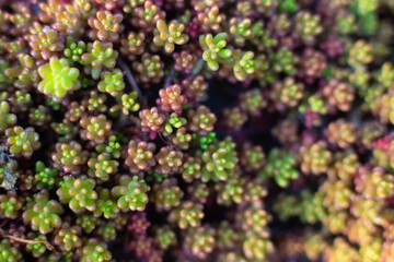 close-up of the texture of the Sedum Oreganum plant in the garden