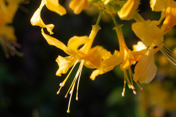 close-up of a beautiful Yellow rhododendron flower in the garden