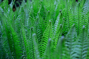 close-up of green leaves Fern in the forest