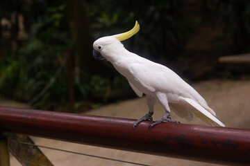 a large white cockatoo parrot with a yellow mohawk