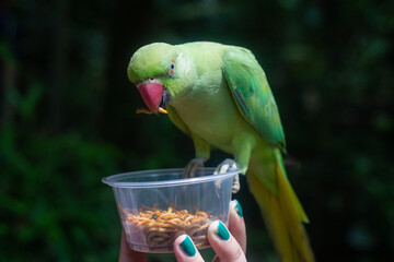 A large ringed parrot is fed larvae from the hand © Tsyb Oleh