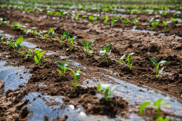 A row of green vegetable pepper bushes.