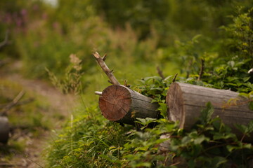 firewood in the forest