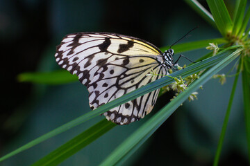 beautiful colorful butterfly in the garden on a flower