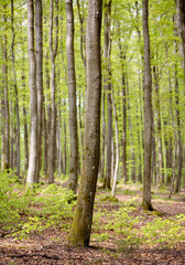 fresh spring leaves on beech trees in german forest