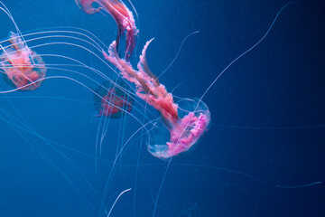 many beautiful pink jellyfish swim in aquarium in blue water © Tsyb Oleh
