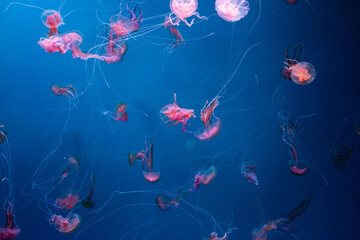 many beautiful pink jellyfish swim in aquarium in blue water