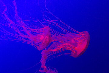 beautiful pink jellyfish swim in aquarium in blue water