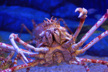 beautiful sea pink crab in a blue aquarium