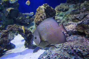 Pomacanthus arcuatus fish  swims in an aquarium between reefs