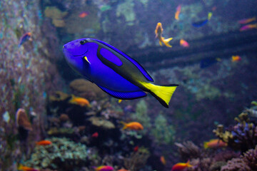 Blue Tang fish swims in a large aquarium with other fish