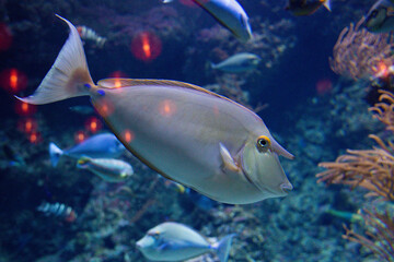 Naso unicornis fish  swims in an aquarium between reefs