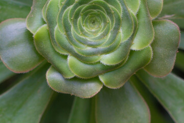 close-up Succulent flower in a pot in a greenhouse