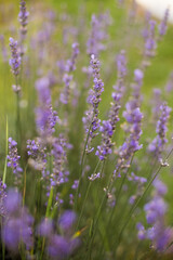 close up of beautiful purple lavender flowers in sunlight