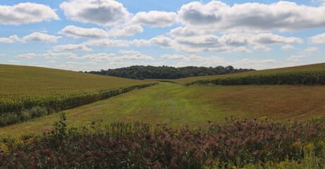Fototapeta premium Corn fields of agricultural Iowa State