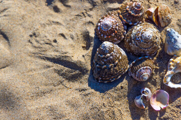 Seashell On The Beach. Beach Banner with Copy Space In Sunlight