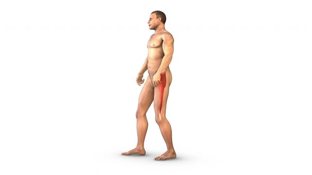 Human Muscular System vastus lateralis muscles