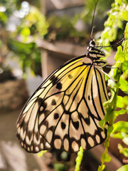 beautiful colorful butterfly in the garden on a flower